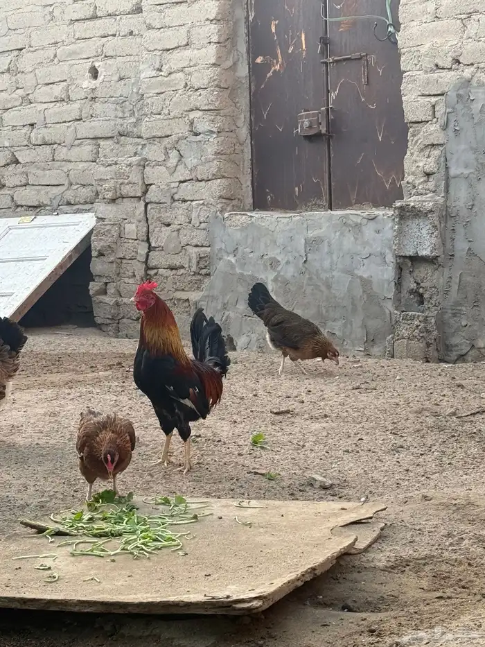 دجاج عربي فري 1