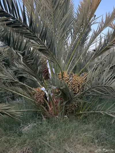 صيف مزرعه للبيع 22