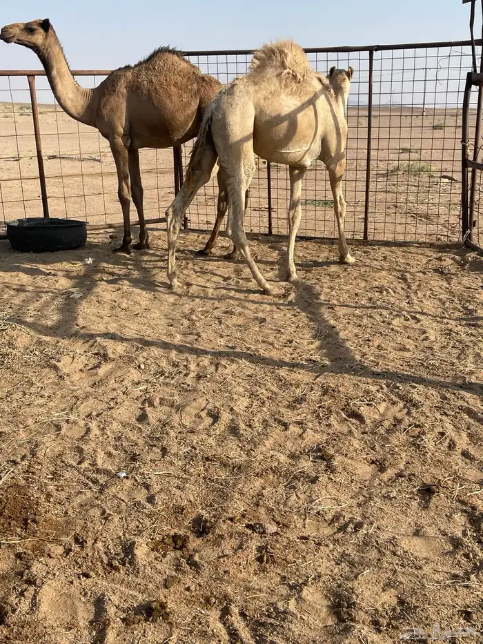 قعودين للبيع 0