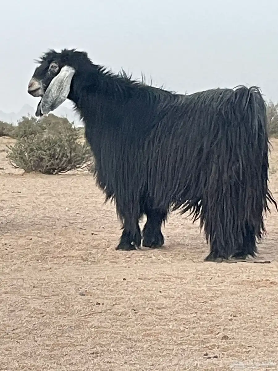 تيس فحل اجم 1