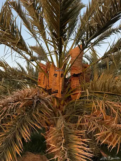 صيف مزرعه للبيع 14