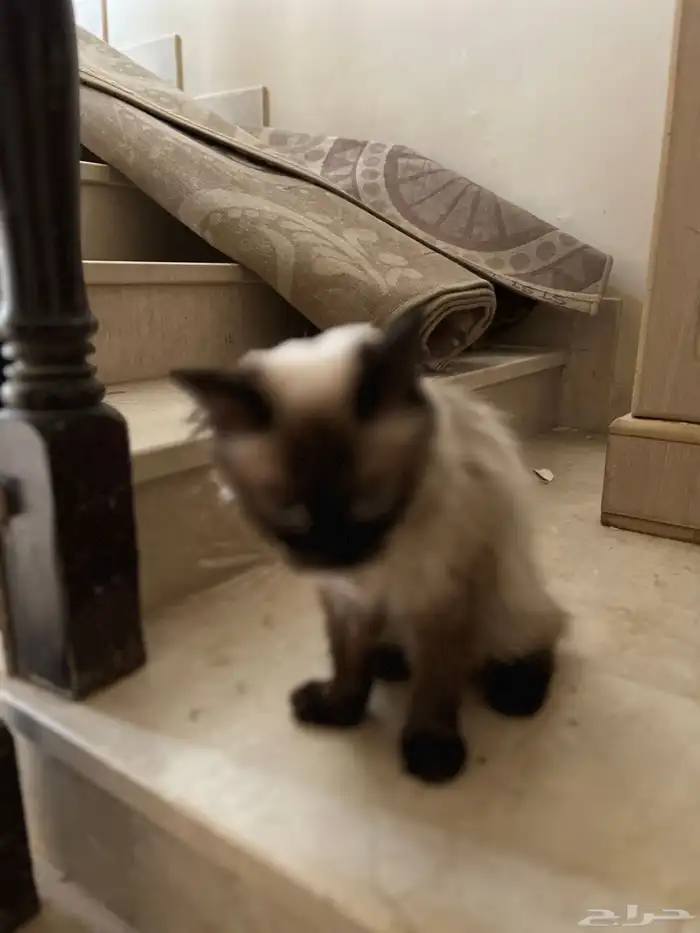 قطه انثى لي البيع 0