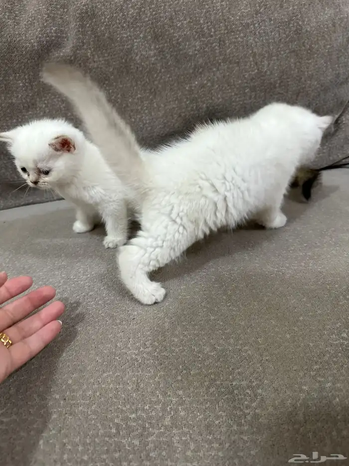 للبيع كيتن سكوتش شهرين بجده 4