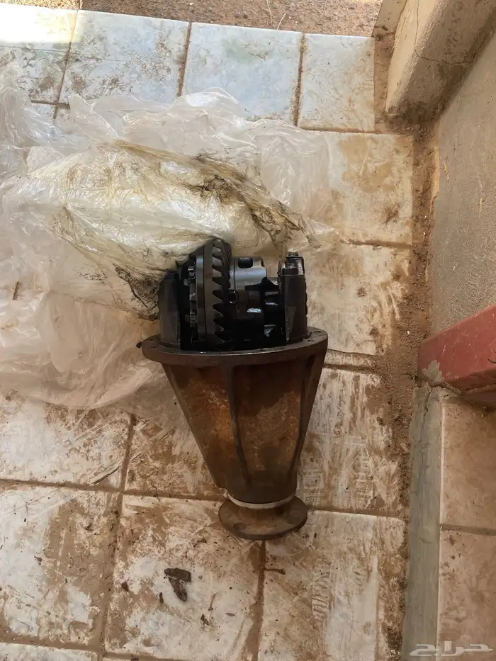 كارونة يابانية 10 43 3