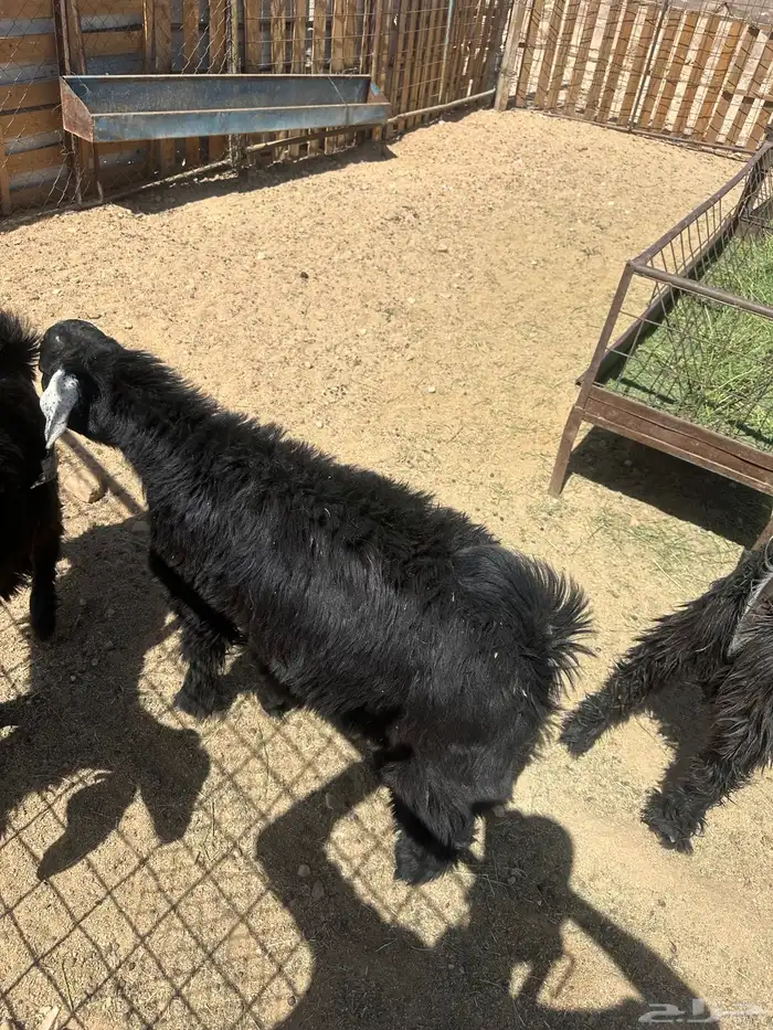 تيويس مقفله شحم 1