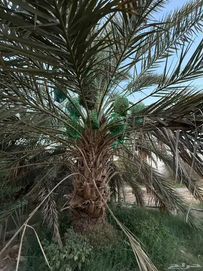 صيف مزرعه للبيع 1