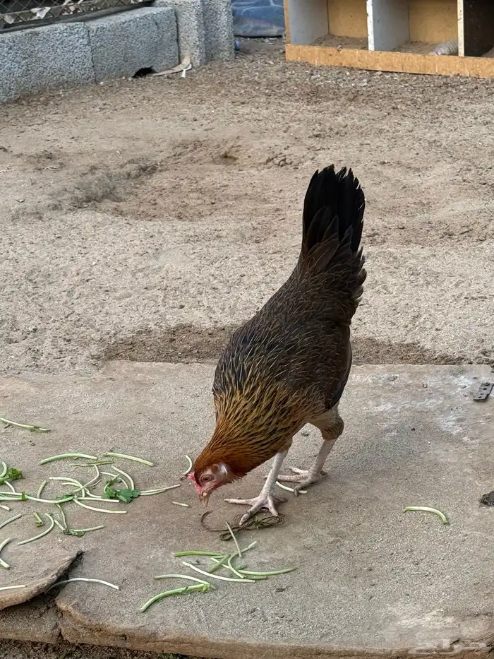 دجاج عربي فري 5