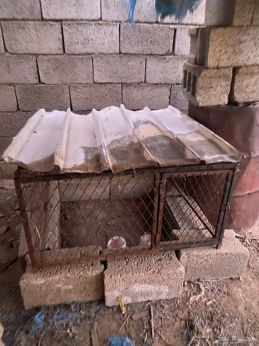 شبك دجاج 0