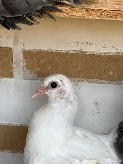 طبات حمام رقاصي 3