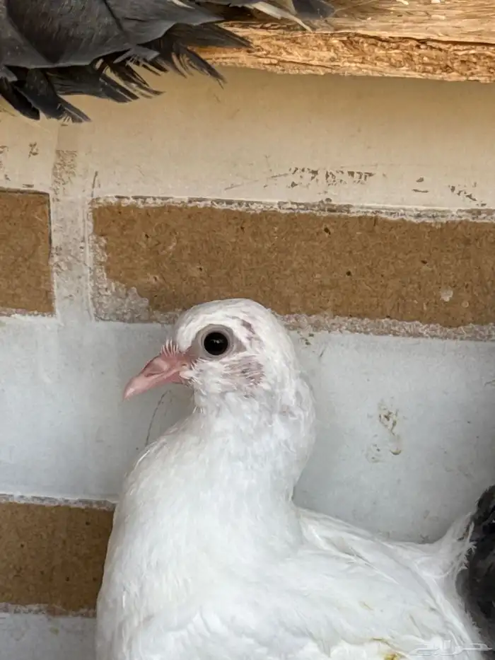 ازواج حمام رقاصي وفرنسي 3