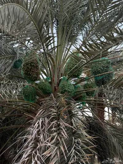 صيف مزرعه للبيع 0