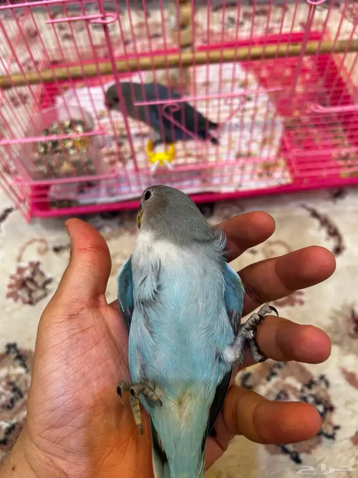 فروخ روز لون اليفه ازرق الوان مميزه ((تم البيع)) 7