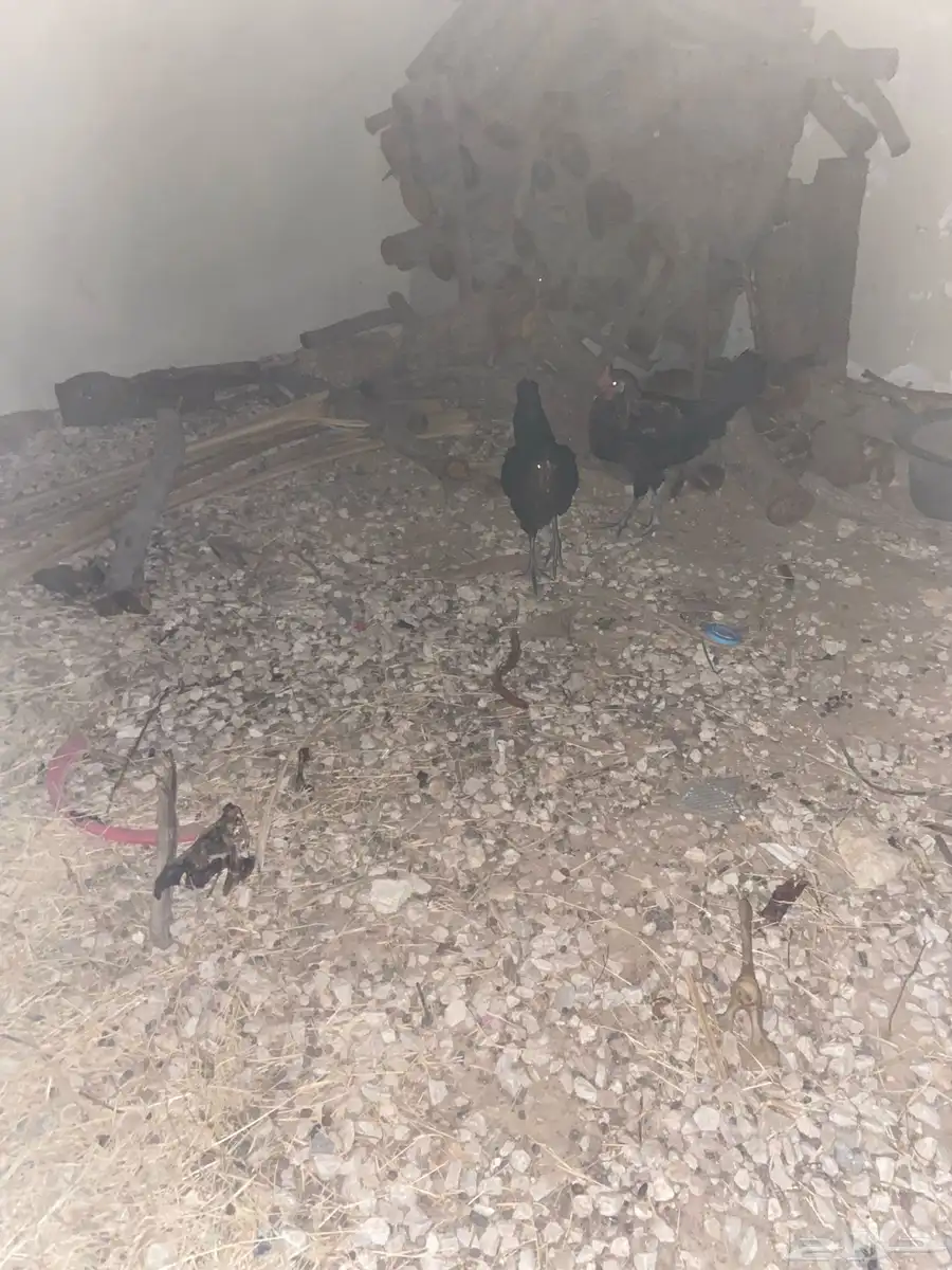 في الفردانيه الدجاج عل السوم جمله و تفريد 3