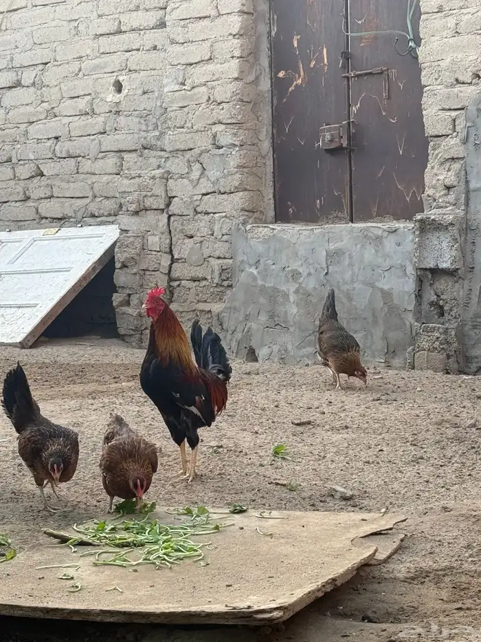 دجاج عربي فري 0