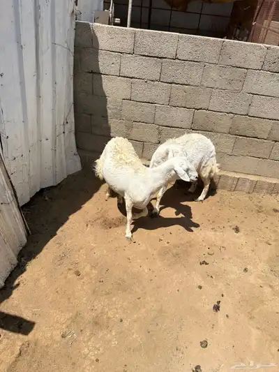 تم اللبيع 0