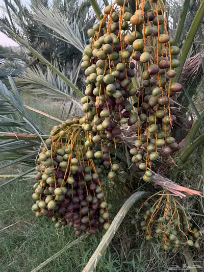 صيف مزرعه للبيع 17
