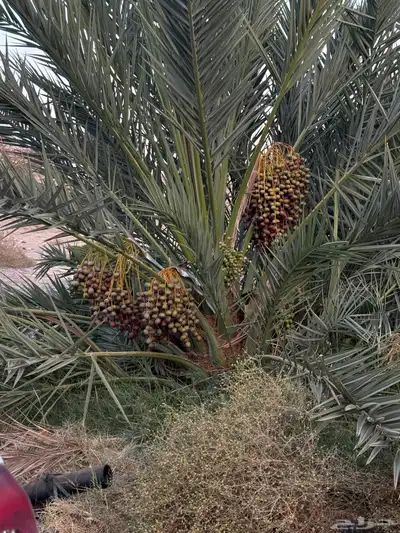 صيف مزرعه للبيع 4