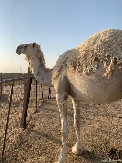 ناقة للبيع 1