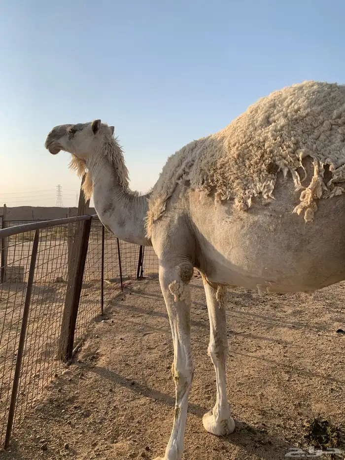 ناقة للبيع 1