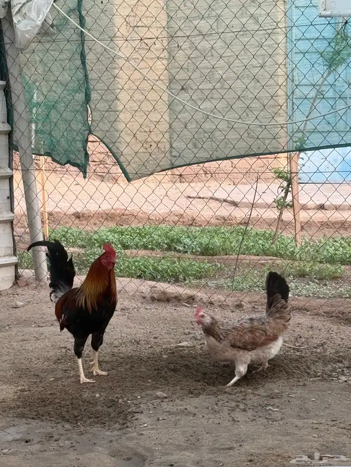 دجاج عربي فري 11