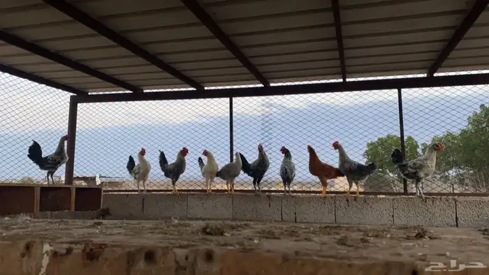 ديكه للبيع العدد  5 العمر  7 حولها تنبيه الصوره قبل 3 شهور 0
