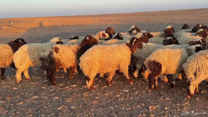 عدد 145 ذبايح نعيم طيبة 4