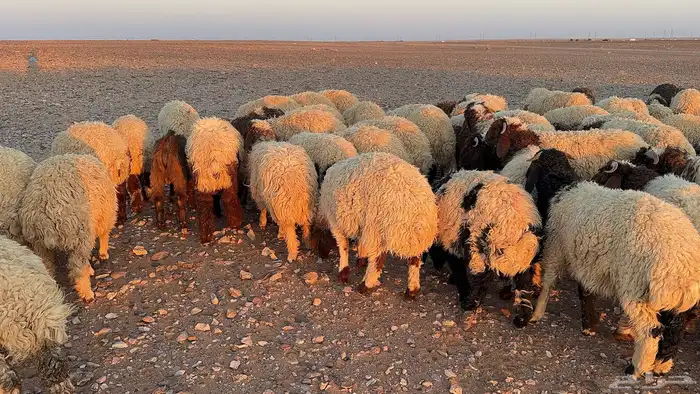 عدد 145 ذبايح نعيم طيبة 1
