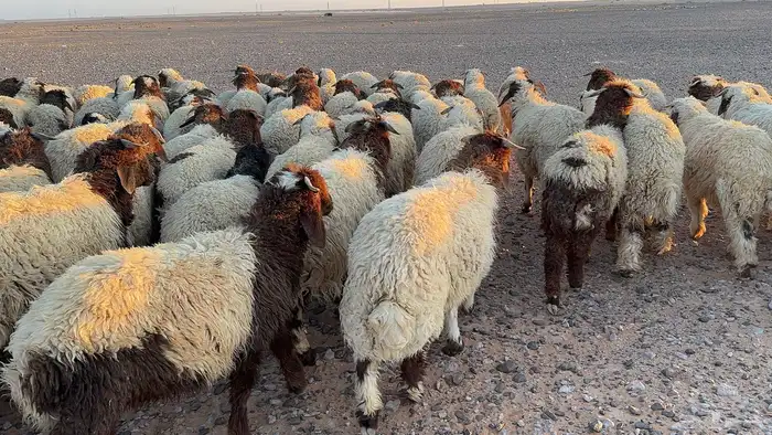 عدد 145 ذبايح نعيم طيبة 9