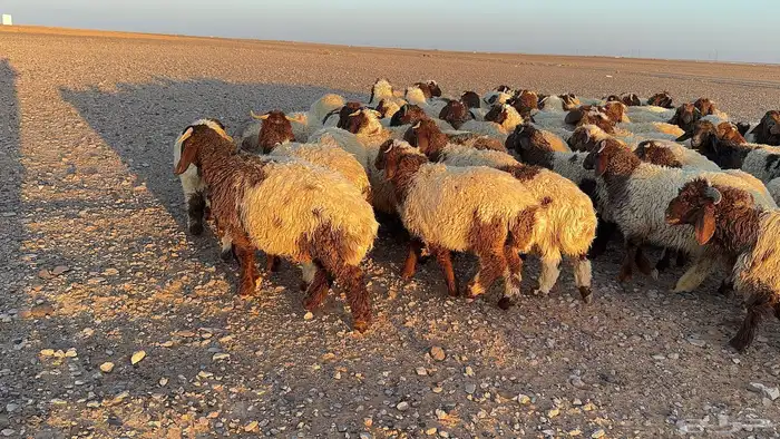 عدد 145 ذبايح نعيم طيبة 10
