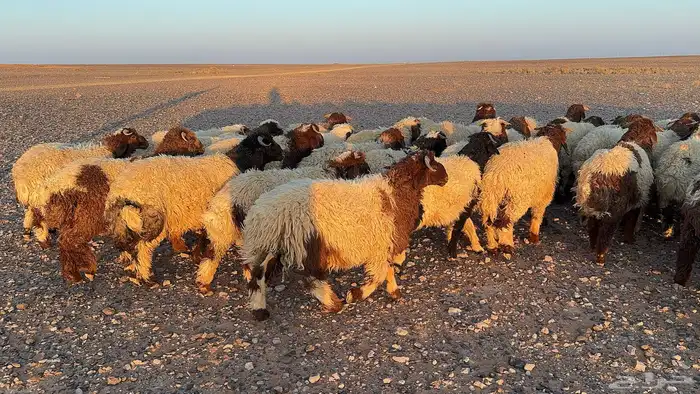 عدد 145 ذبايح نعيم طيبة 6