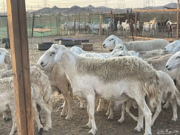 28 غنم حريات مراح دفيع غنم طيبه منوة القاني تم البيع 2