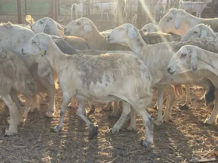 28 غنم حريات مراح دفيع غنم طيبه منوة القاني تم البيع 11