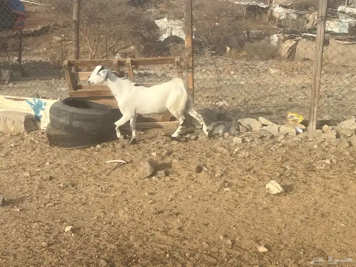 تيس مقفل شحم مخصي 0