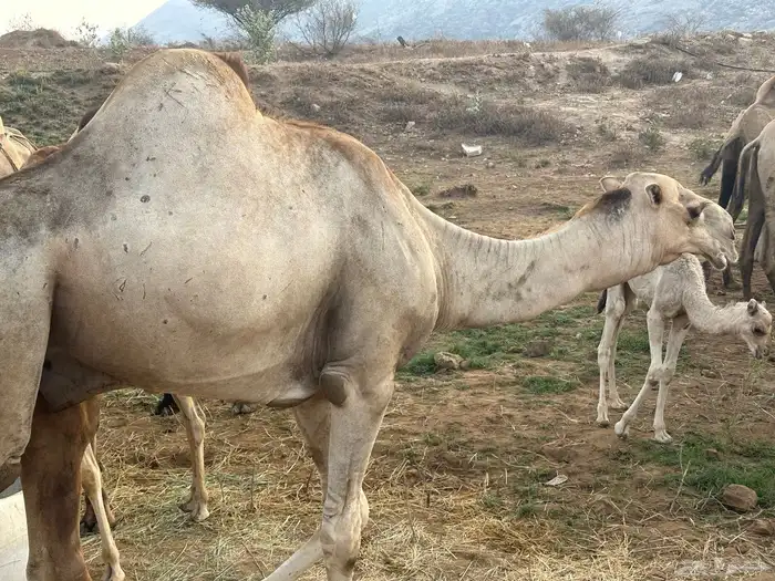 فرع 3