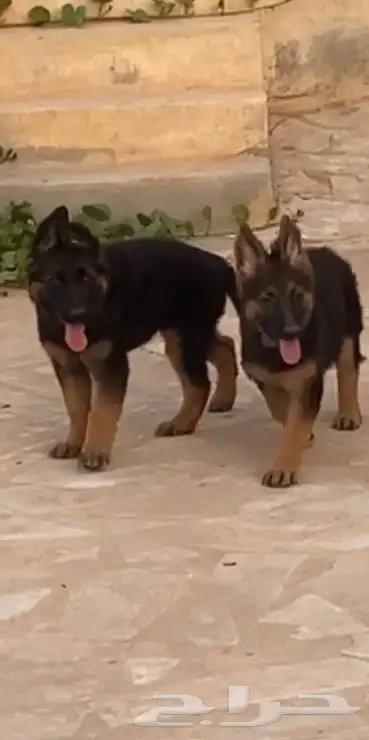 كلاب جيرمن شيبرد تم البيع 0