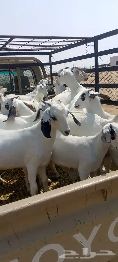 غنم 54 معها بهم24 1