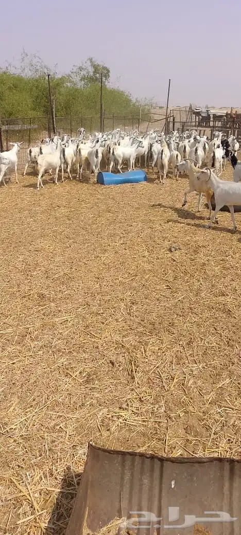 غنم 54 معها بهم24 0