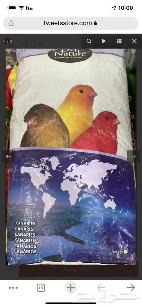 حب كناري بلجيكي للبيع 0