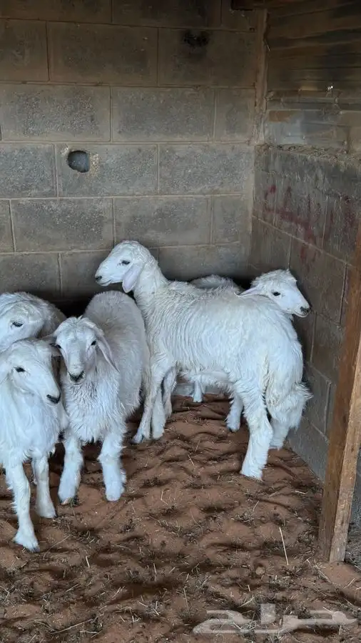 ذبايح للبيع والتوصيل 0