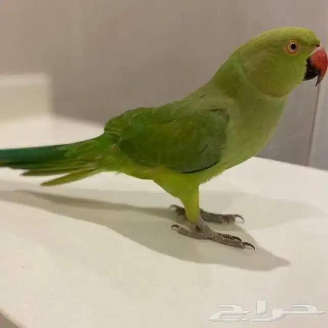 تبني فندقة طيور والحمدلله عندي خبره جيده جدا 0