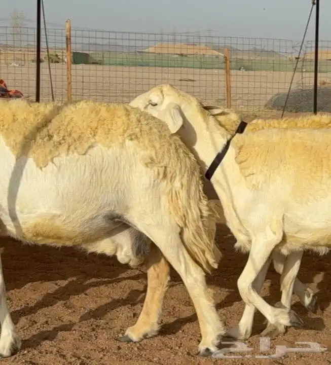 غنم حريات صنف نوادر 11