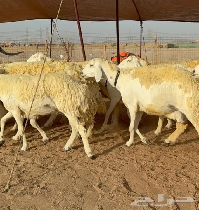 غنم حريات صنف نوادر 0