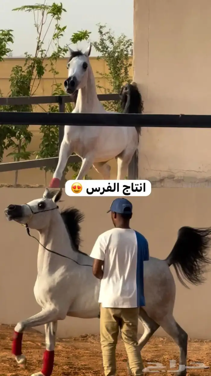 فرس مكس جمال فاخره 3