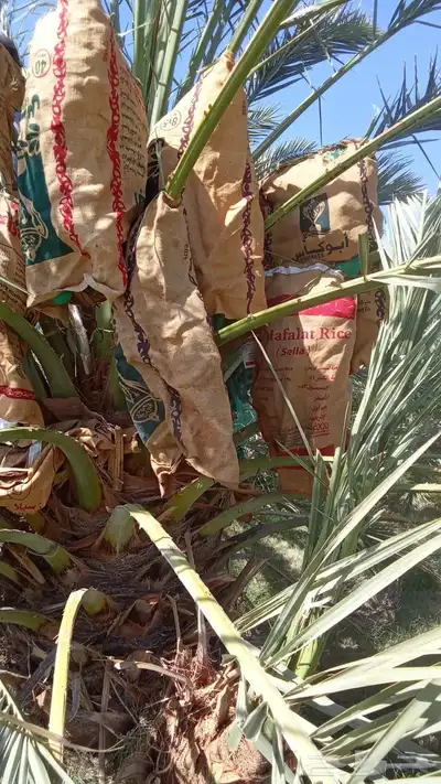 صيف مزرعه للبيع 25