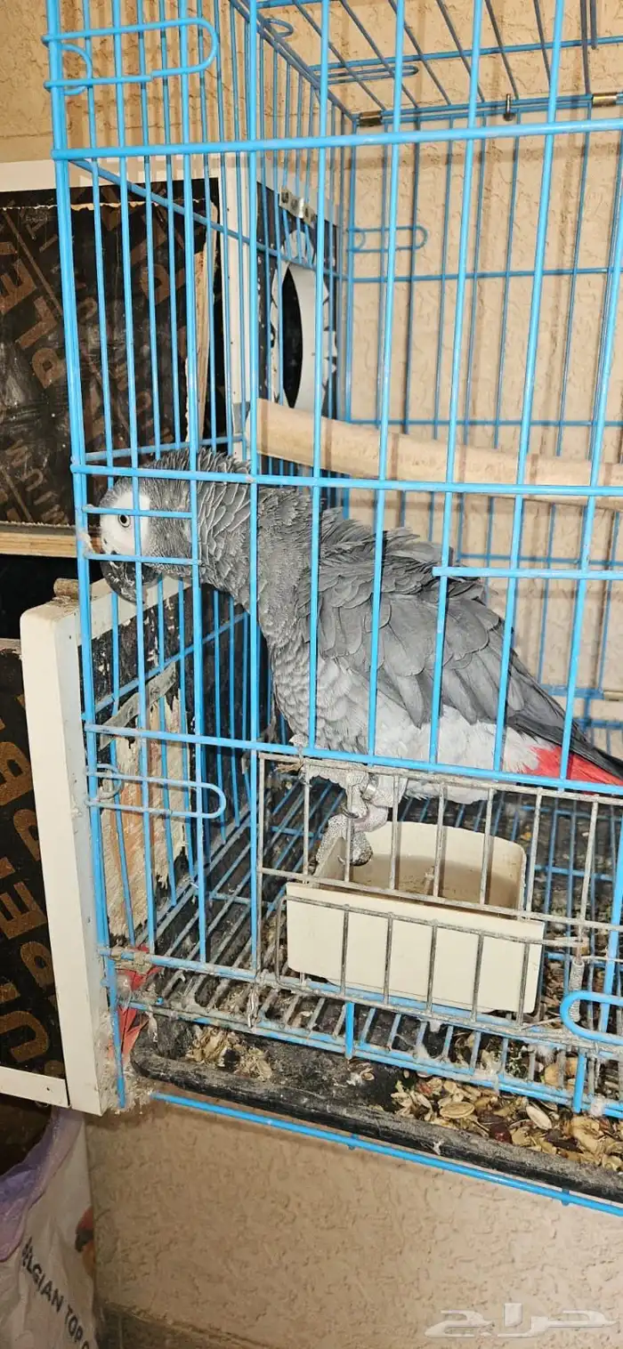زوج كاسكو منتج 1
