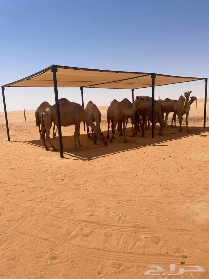 مضلات الابل  المميزة قماش الجزيرة 1