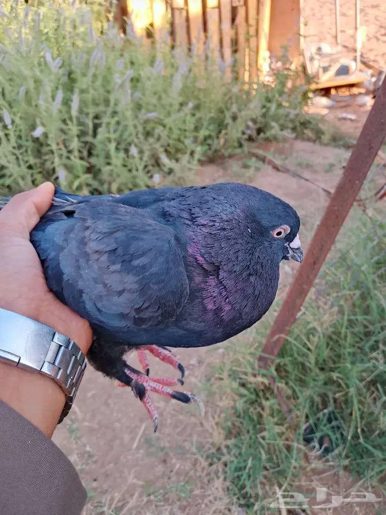 حمام للبيع من كل نوع 0