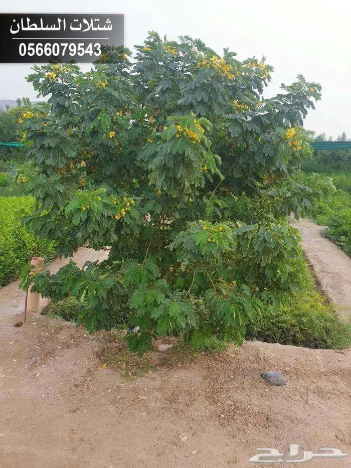 عندك مزرعة وتبي تحييها... تفضل 64