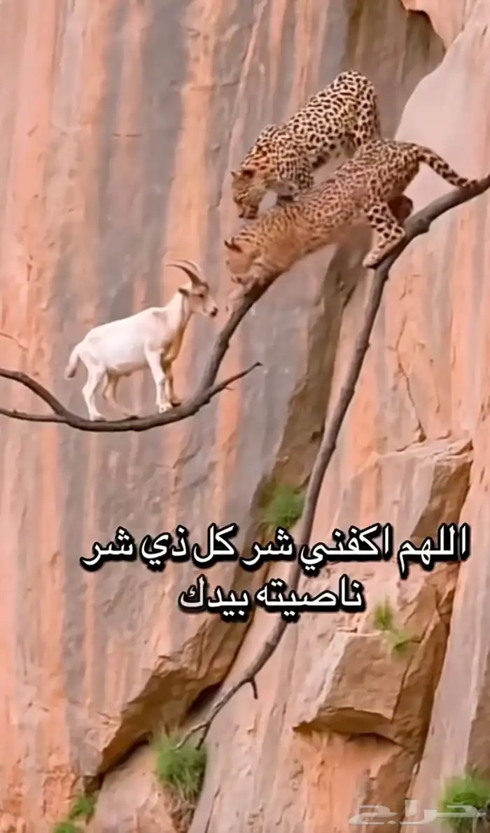 كداد من الخميس الى نجران والى جازان 0