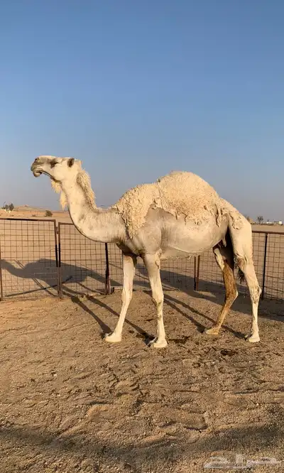ناقة للبيع 0